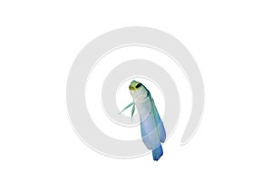 Yellowhead Jawfish isolated on a white background