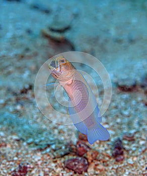 Yellowhead jawfish ,Opistognathus aurifrons