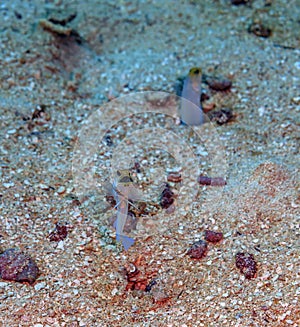 Yellowhead jawfish ,Opistognathus aurifrons photo