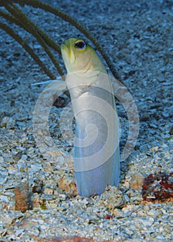 Yellowhead Jawfish Roatan, Honduras