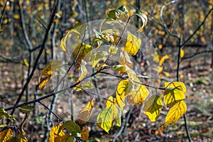 Yellowing autumn leaves on thin branches of a young tree in the forest. Autumn time, leaf fall. Selective focus