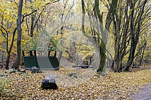 Yellowing autumn leaves in the woods.