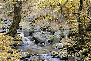 Yellowing autumn leaves in the woods.