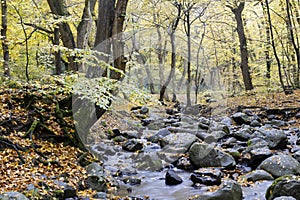 Yellowing autumn leaves in the woods.