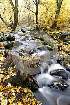 Yellowing autumn leaves in the woods.