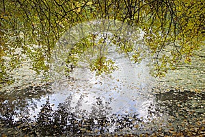 Yellowing birch leaves descend into a pond
