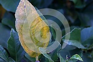 YELLOWING CITRUS LEAF ON A GREEN TREE