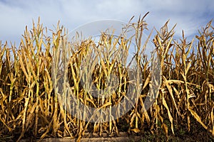 Yellowing corn field