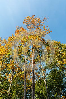 Yellowing crown of trees against a blue clear sky. Early autumn forest on a clear sunny day. Wildlife trees background