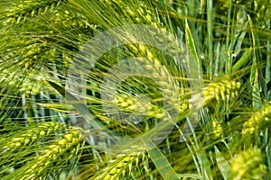 Yellowing ears of barley stuffed with grain ripen on the field on a sunny day