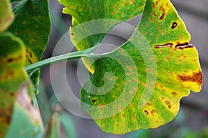 YELLOWING FAN SHAPED GINKGO BILOBA LEAF