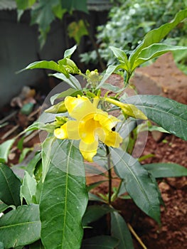 Yellowing flowers in green leaves