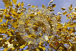 The yellowing foliage of the tulip tree in the autumn season