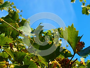 Yellowing grape leaves.