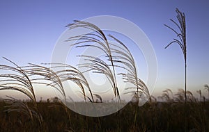 Yellowing grasses