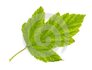 Yellowing green leaf of physocarpus shrub isolated