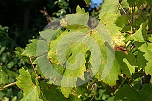 Yellowing green leaves of grapes close-up