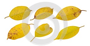 Yellowing leaf(banyan) on white