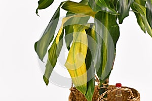 Yellowing leaf of tropical `Dracaena Massangeana` houseplant