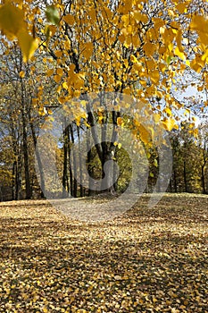 Yellowing leaves of birch