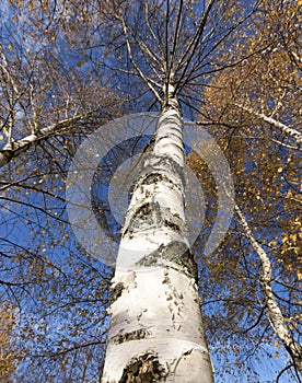 Yellowing leaves of birch