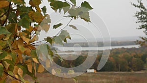 Yellowing leaves of birch