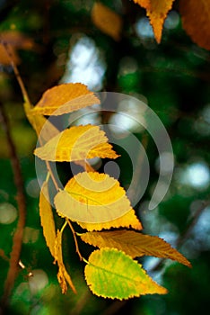 Yellowing leaves on a branch, close-up