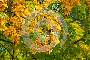 Yellowing leaves on the branches of a maple tree on blue sky background close-up.