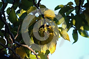 YELLOWING LEAVES BETWEEN GREEN LEAVES OF JAPANESE RAISIN TREE IN A GARDEN