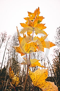 Yellowing leaves between scrubs during daylight hours