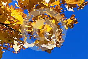 Yellowing leaves on the trees