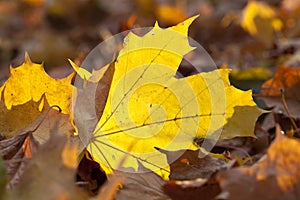 Yellowing leaves on the trees