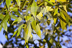 Yellowing leaves on the trees