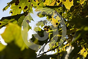 Yellowing maple foliage in the autumn season