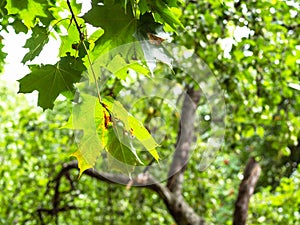 yellowing maple leaf on tree in city park