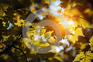 Yellowing maple leaves glow in the sun against blue sky on a clear warm autumn day. Close up, contrast photography of maple