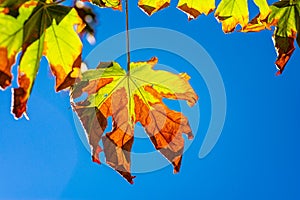 Yellowing maple tree leaves against blue sky on a crisp fall morning