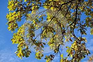 Yellowing oak leaves against the blue sky. Autumn oak