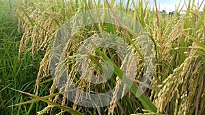 Yellowing rice, that afternoon very beautifully