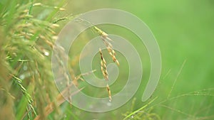 Yellowing rice plant against a blurry green background