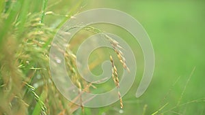 Yellowing rice plant against a blurry green background