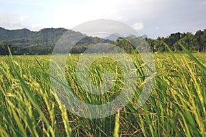 Yellowing Rice Plants Spread Wide In The Rice Fields