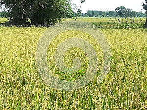 Yellowing rice in the rice fields