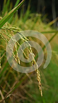 yellowing rice in the rice fields