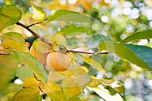 Yellowing tree branches with ripe persimmons in the garden