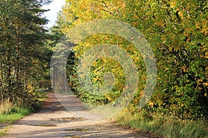 A yellowing tree and a sandy forest road