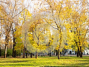 Yellowing trees in city garden on green lawn