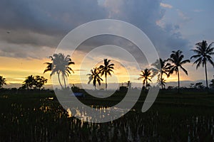 the yellowing twilight and the expanse of rice fields