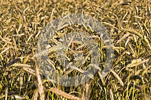 yellowing wheat in summer