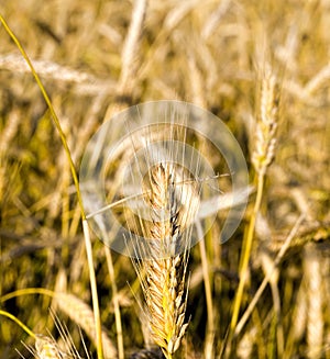 yellowing wheat in summer
